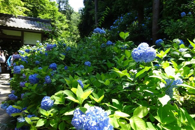 【ぶらり散歩 鎌倉明月院の紫陽花を】　あまりにも有名なスポットですが、明月院ブルーと言われている紫陽花を、平日に見に行くことにしました。散歩しながら。ちょうど見頃の紫陽花鑑賞です。