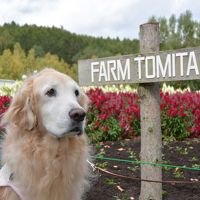 Ｇレトリバーとフェリーさんふらわあ ふらのウィズペットルームで行く北海道！ 4日目（ファーム富田、とみたメロンハウスなど）