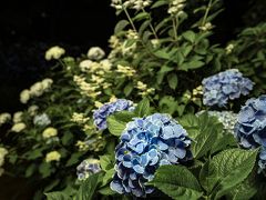 自転車ライトが照らす紫陽花の夜