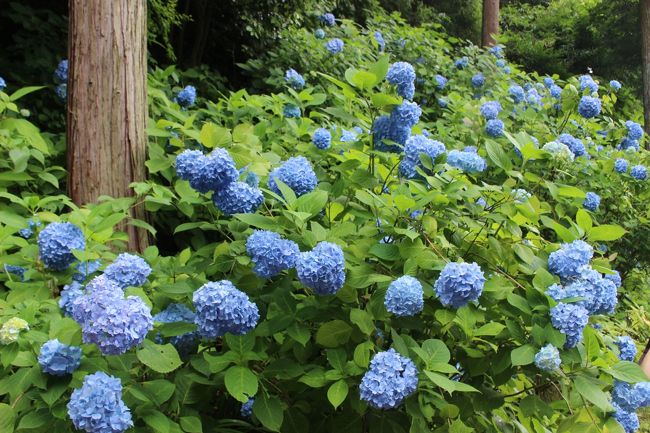 6月の鎌倉はあじさいがあちこちに咲いています。<br />今回は「あじさい寺」と言われるほどあじさいで有名な明月院と「縁切寺」の東慶寺に行ってきました。<br />明月院はすごい人、人、人、でした。<br />