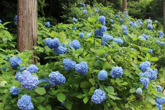 ６月の鎌倉はあじさいがあちこちに咲いています。<br />今回は「あじさい寺」と言われるほどあじさいで有名な明月院と「縁切寺」の東慶寺に行ってきました。<br />明月院はすごい人、人、人、でした。<br />