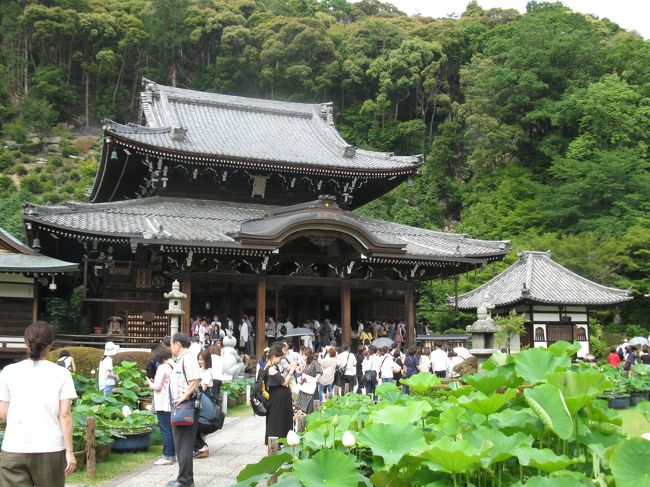 　京都・宇治のあじさい寺 三室戸寺に行って来ました。お寺のHPによると今年は５月に雨がすくなく、花付きがよくなかったとのことです。全体的に元気のないあじさいが多かったと思います。