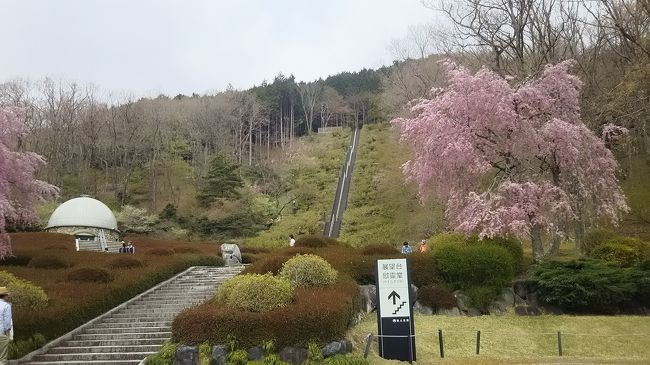 何度も富士市へ通いながら富士山を眺めているのですが、東京から富士山の写真と撮ってブログにアップしている友人の見る山の姿と、いつも雪の量が違うのです。私の見た後に雪でも新しく降ったのだろうかと思っていたのですが、天気予報の解説でやっと理解できました。今年は富士山の雪が少ないため、陽の良く当たる南側は溶けて茶色の地肌が良く見えるそうなのです。言われてみると、私の見ていた富士市は山の南側にあります。東京からは山中湖越しの北斜面を写真に撮っていることになります。では一度ぐらい御殿場から山中湖方面に回って、友人と同じ方向から富士山を見てみようと寄り道して見ました。<br /><br />富士市からの帰り道に御殿場インターで降り、緑に囲まれたホテルに着きました。ここに決めたのは「富士山の見える大浴場」の言葉が決め手になりました。着いて明るいうちにまずはお風呂へ、ところが天気の良い日なのに頂上付近は雲に隠れていました。独立峰のため下界は晴れていても富士山は雲に隠れている、何度か見舞われている不運な日に当たってしまいました。うーん、明日も心配。<br /><br />翌日も天気は良かったので、途中に立ち寄りながら山中湖方面に行きました。進むと「富士霊園」の大きな入口がありました。車が数台入って行くのですが、お墓参りの季節ではありません。緩やかに登る様な道路の両側は松や桜がきれいです。ゆっくりと走って二つのロータリーを過ぎ慰霊堂の下まで行って見ました。斜面を緩やかに登ったような場所で景色がとても良いため、他の車も観光出来ているようでした。<br /><br />すると静かな霊園なのに、遠くから大きな音が聞こえてきます。車の排気音のようで、地図を見ると「富士スピードウェイ」が近い事を知りました。レースは行われていないので、自由に見学できる日のようです。ピットの近くに車を止めて、バイクや車の走行を見学。直線のスピードは何キロ出ているのか、あっと言う間に通り過ぎていきました。<br /><br />さていよいよ山中湖へ向けて峠越えです。その先に「パノラマ台」と言う眺めの良い所があるようなので目指してみます。<br /><br />パノラマ台は小さなスペースですが、駐車場とベンチがありました。しかし残念なことに山中湖は見えるものの、見たかった富士山の北斜面は雲の中でした。<br /><br />山中湖まで来たので「忍野八海」と「花の都公園」を回って中央高速で帰ろうと思っていたのですが、行って見るとどちらも中国人団体観光客が多くて賑やかすぎて、短めに観光して帰途に着きました。<br />