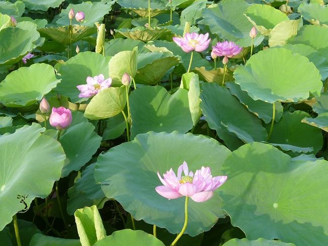9日は早朝5:50出発で朝食は帰ってから。<br /><br />最初に行ったのは、花市場。<br />花市場は前夜11時ころ開くそうです。ピークは夜中の2~3時ころ。日中は暑いから少しでも涼しい夜中に市場を開けるとガイドが言っていました。<br />バラ、ひまわり、蓮・・知らない花もありました。<br /><br />次に行ったのは、西(タイ)湖の蓮。晴天の日曜日で、観光客がたくさん来ていました。アオザイのレンタルを着て記念撮影する人たちも・・。<br /><br />途中の橋を渡るのは恐かった・・。<br />小舟は蓮の収穫の時に使うらしい。乗るか尋ねられたけど、これも恐そうでパス。ひと時小道を歩き蓮を楽しみました。<br /><br />蓮の蕾を買っている人が多く「買いますか?」といわれたけど「どうせ持ち帰れずだめにするからいい」と言ったら、一輪ガイドがもらってきてくれました。<br /><br />7時半ころホテルに戻り朝食。<br /><br />前日食べそびれたフォーを食べました。ベトナムでは朝食にフォーを食べることが多いみたいです。バインミーというベトナム式サンドイッチもあり一切れ。ランブータンがあったのでランブータンとヨーグルト、それにたっぷりのスイカジュース。満足。<br />