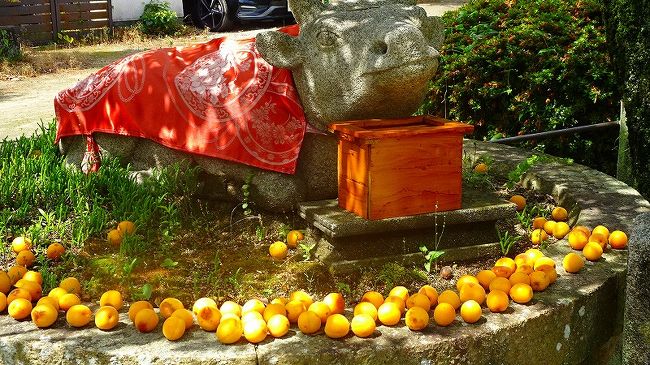 その2からの続きです。<br /><br />写真は、臂岡天満宮の梅の実に囲まれた・・・石像の撫で牛。