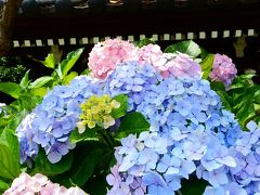 「　まつりの後の　白山神社　紫陽花へ　　」　2019