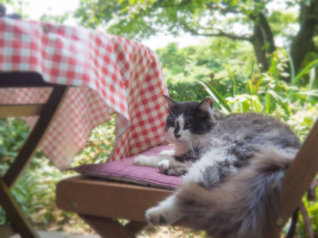梅雨時期のどこかに行きたい病発症。<br />で。健保組合のホテルが空いてたので<br />一泊してきました。<br /><br />ホテルに着くまで途中どこかに寄れないか<br />考えてみたところ、思いついたのが<br />4トラベラーみささんが数々の美しい写真を<br />撮っている、猫がいるバラ園。<br /><br />バラの時期はもう終わりといった感じ<br />だったけど、ネコが。。人懐っこすぎて<br />ちょっと戸惑うほどでした。
