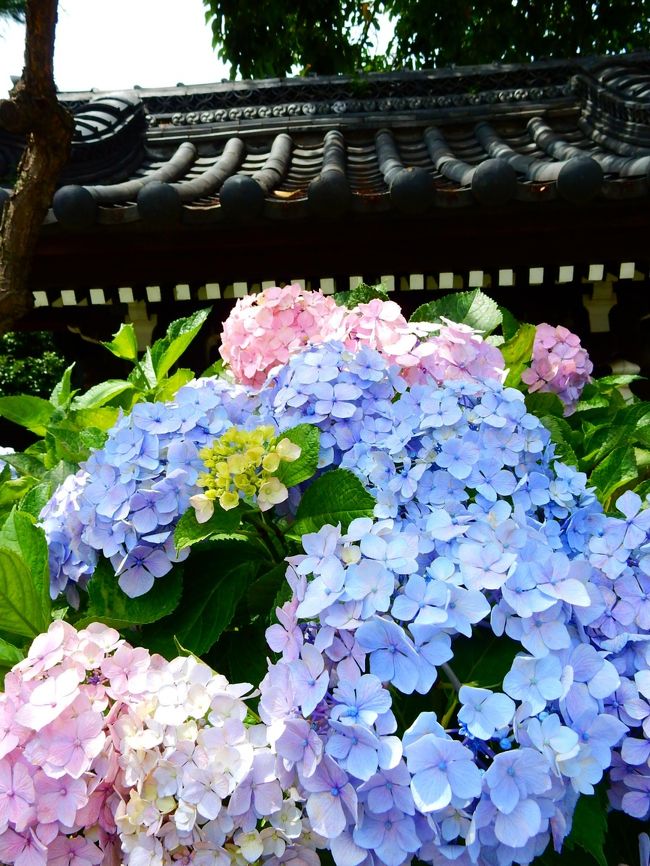 今年はちょっと遅くなりましたが、梅雨の晴れ間に祭りの後の東京文京区白山神社の紫陽花を眺めてきました。