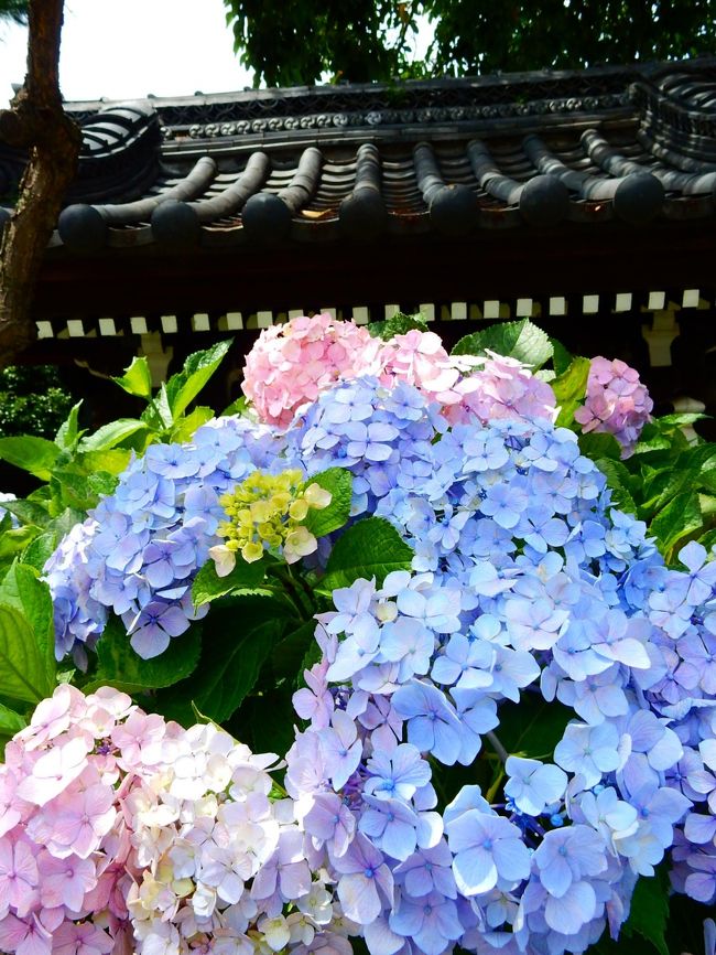 　今年はちょっと遅くなりましたが、梅雨の晴れ間に祭りの後の東京文京区白山神社の紫陽花を眺めてきました。