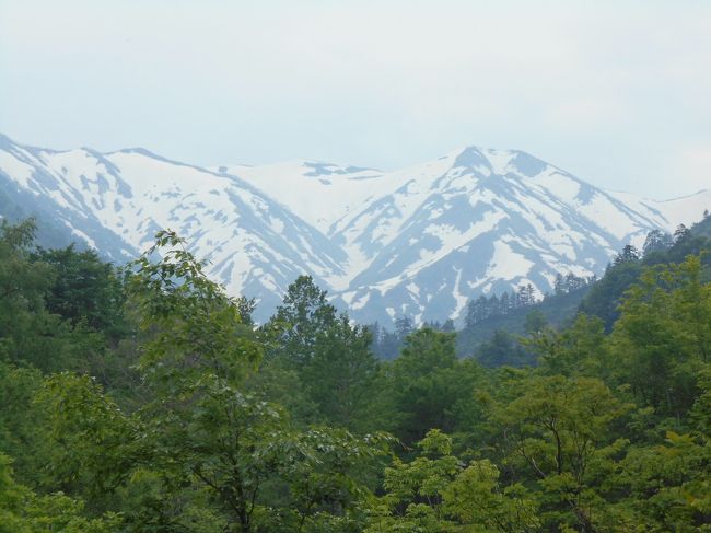 学生時代に、テントを背負って、山形県の飯豊連峰主稜線を縦走登山した仲間５人で、50年振りに下山した温泉に行くという旅。<br />　<br />その２は２日目。<br />飯豊温泉梅花皮(カイラギ)荘から車で入れる所まで行き、あとは玉川渓谷沿いに、この時期はまだ通行禁止の車道を歩いて飯豊山荘へ。<br />さらにブナ林の森林セラピー公園の温身平展望台まで歩いて残雪の峰々に迫る半日ハイキング。<br /><br />その後は麓の蕎麦屋や、露天風呂を堪能する。