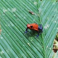 まさかのコスタリカ？！ ツアー一人参加の旅 【5日目：野鳥観察ウォーク編】