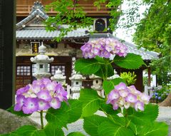 「曹源寺」のアジサイ_2019_幼木も頑張って花を咲かせていて、見頃間近でした（群馬県・太田市）