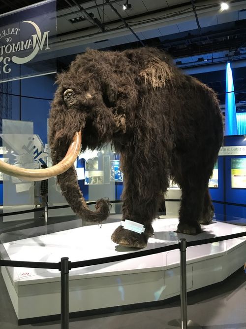 マンモス展　日本科学未来館　～11/4まで　大人2枚 小中高2枚 4枚セット 家族ファミリーで マンモス展 | 日本科学未来館 | 美術館・展覧会情報サイト アート