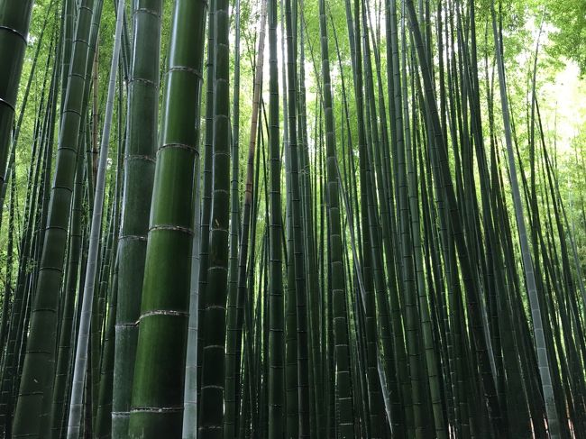 雨が降っていましたが、以前から行きたかった報国寺などの鎌倉のお寺をめぐりました。<br />報国寺は竹林がすばらしく、雨でより美しく葉の色や竹のまっすぐな強さに感動しました。<br />お抹茶も静かな竹林をみながら楽しみました。<br />浄明寺でもお抹茶を。こちらはお庭を見ながら、落ち着いて過ごしました。<br />歩くのが大好きなので、雨は降ってますが、思う存分歩きました。<br />杉本寺は石段を登り高い場所にあります。この時期、どこのお寺も紫陽花が美しく、日本に生まれて良かったなぁ～と<br />しみじみ思いました。<br />荏柄神社も由緒ある神社、立派な木々や緑の中で空気がより澄んでいるように感じました。<br />源頼朝の墓は以前から行ってみたかったのですが、その昔政治の中心であった人のお墓とは思えないくらい質素でした。<br />近くにあった大江広元などのお墓にも行ってみました。<br />宝戒寺も由緒あるお寺です。北条氏の屋敷のあったところ。歴史の激しい移り変わりがあったとは思えないほど<br />今は静かで時がゆっくり流れているように感じました。<br />鎌倉は少しずつ回ってみたいと思っています。