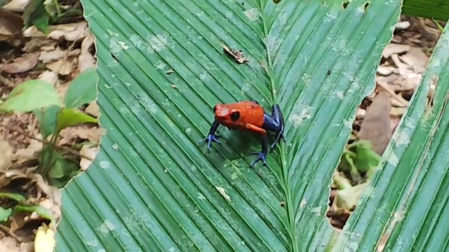 野生のヤドクガエル「ブルージーンズ」に出会えました☆