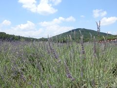 初夏の香りに癒される「千年の苑」 ５万株のラベンダー園＠嵐山（らんざん）町