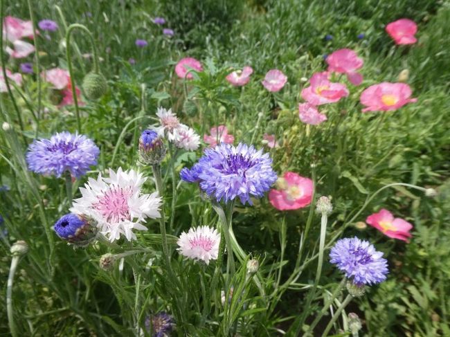 埼玉・大宮花の丘公苑で行われたポピーまつりに行ってきました。<br />見事なポピー畑では摘み取りも出来、たくさんのポピーと矢車草を持ち帰りました。