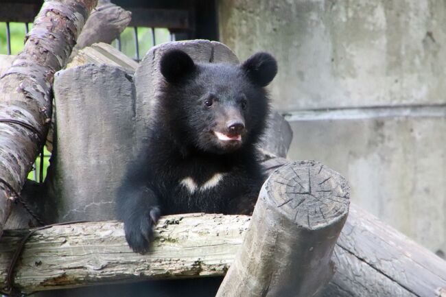 初夏の秋田レッサーパンダ遠征２泊１日 ３ 大森山動物園 後 コツメカワウソ仲良しカップルやツキノワグマの赤ちゃんにめろめろで園内回りきれず 秋田市 秋田県 の旅行記 ブログ By まみさん フォートラベル