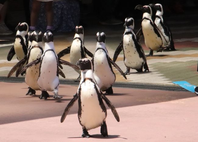 赤ちゃんたちに会いに再訪したアドベンチャーワールドは５月の猛暑日（６）ペンギン王国と海獣館とふれあいの里とふれあい広場など様々な動物たち
