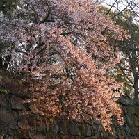 和歌山城の桜と海の幸
