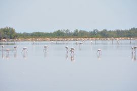 (3) 水田や塩田もあるカマルグ　フラミンゴなどの野鳥、白馬や野牛との遭遇が楽しめるサファリツアーは最高！