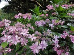 2019.6月　紫陽花で二本松寺