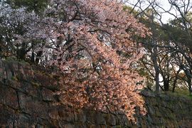 和歌山城の桜と海の幸