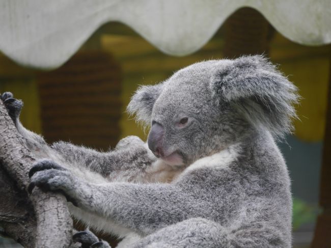 ①最初で最後のバニラエア　大人も楽しめる台北市立動物園