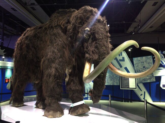 日本科学未来館のマンモス展に行ってきました。平日のせいか、常設展には課外学習らしき子供たちがいましたが、マンモス展のほうはさほど混んでいなくて快適に見学できました。<br />永久凍土から発掘された冷凍標本は、形がきれいに残っていて驚きでした。<br />
