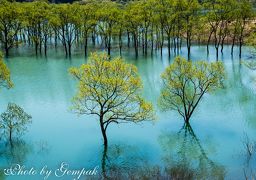 絶景を求めて春の裏磐梯と飯豊町へ　～桧原湖畔の水芭蕉、桜峠の桜＆白川湖の水没林～