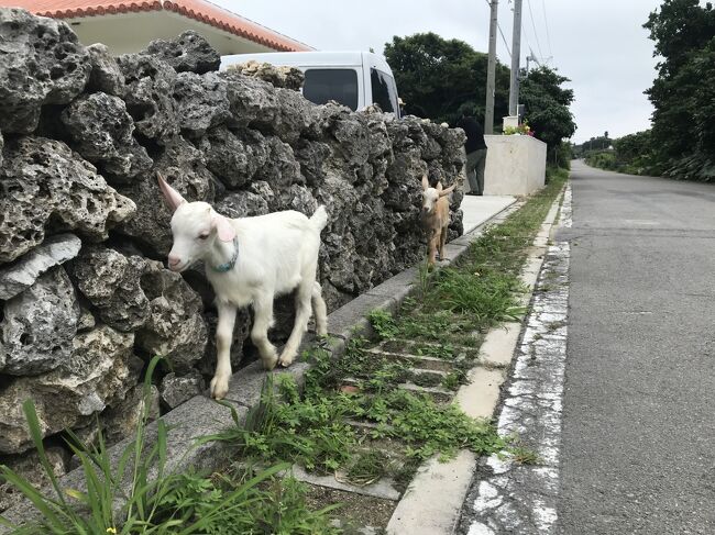 今年の長いゴールデンウィークは、前後1日ずつ有休にして、ゆったり島旅を満喫しました。<br />石垣編につづき石垣→黒島編<br />