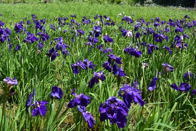 伊勢でバラと菖蒲鑑賞。