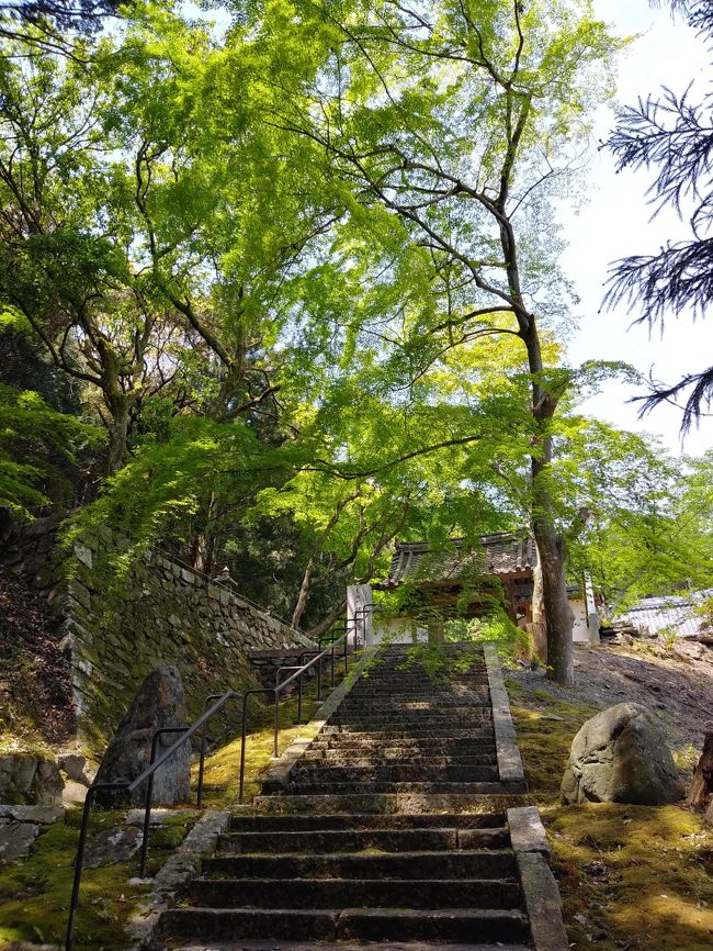 今日は最終日。帰るだけなんだけど、その前に亀岡市の桜天満宮に寄ることにしました。<br />息子家族も一緒。