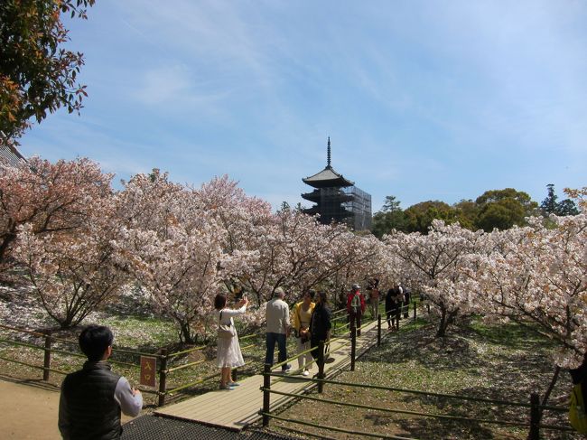 今春に１８歳の長子、あっちゃんと２人で日本に里帰りした、滞在６日目に京都、嵯峨野を音連れた１日の時の旅行記です。<br /><br />今日は私、姉のちぃちゃん、あっちゃんと３人で「御室桜」で有名な仁和寺で満開の桜を見た後、嵐山で絶品、そして完全予約のうな重を頂き、その後嵯峨野の念仏寺まで行く予定。<br /><br />ところが思わずハプニングでありゃありゃありゃ。にしてもお天気にも恵まれ、桜で心いっぱい、鰻でおなかいっぱいの幸せな一日を過ごしました。<br /><br />仁和寺<br />http://www.ninnaji.jp/<br /><br />このシリーズの登場人物をざくっと紹介(4名しかいないけど)<br />ユリア・・・・英語学校(海外)で夫と知り合い結婚。欧州在住20年<br />あっちゃん・・ユリアの長子・18歳(日本語は怪しい)<br />ちぃちゃん・・・ユリアの姉・大阪在住<br />マコト君・・・ちぃちゃん夫・お酒好き<br /><br />日本滞在旅行記(■がこの旅行記)<br />□４月13日(土)　日本へ出発<br />□　　14日(日)　日本着・母に会う<br />□　　15日(月)　造幣局→大川さくらクルーズ→大阪城→鶴橋商店街　<br />□　　16日(火)　京都大原三千院(前半)→比叡山(後半)<br />□　　17日(水)　神戸中華街→メリケンパーク<br />■　　18日(木)　京都嵐山→念仏寺<br />□　　19日(金)★淡路島(淡路→四国→岡山2泊3日旅行)<br />□　　20日(土)★四国・こんぴらさん　<br />□　　21日(日)★倉敷<br />□　　22日(月)　大阪梅田→難波<br />□　　23日(火)　京都八坂神社→都おどり鑑賞<br />□　　24日(水)　難波・ぶどう畑さんとデート　<br />□　　25日(木)　近江八幡→竜王アウトレット<br />□　　26日(金)★伊勢志摩旅行(1泊2日旅行)<br />□　　27日(土)★伊勢神宮参り<br />□　　28日(日)　京都伏見稲荷→平等院<br />□　　29日(月)　姫路城(この頃から天気悪し)<br />□　　30日(火)　エキスポシティ(お天気悪)買い物<br />□５月　1日(月)　祝！令和！母訪問・イオンモールで最後の買い物<br />□　　　2日(火)　欧州へ帰る　