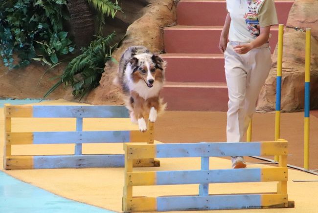 赤ちゃんたちに会いに再訪したアドベンチャーワールドは5月の猛暑日 7 マリンライブとアニマルアクションをいつもと違うアングルの席から見学 南紀白浜 和歌山県 の旅行記 ブログ By まみさん フォートラベル