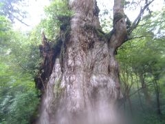 世界自然遺産・大雨の屋久島を巡る