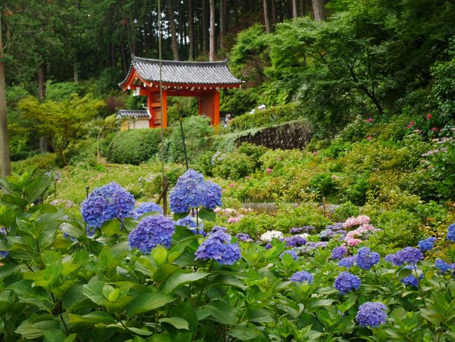 転職して数か月、6月のシフトに連休が!<br /><br />やった!どこかへ行こう♪<br />6月で梅雨時だし…あじさいの季節。<br />去年は鎌倉に行ったから、今年は足を延ばして京都へ行ってみようかな。<br />(お寺・神社たくさんあるし、あじさい見れるよね…?)<br />と、思い立ち、日本旅行で新幹線とホテルのパッケージプランを直前に申し込んで1泊2日で行ってきました。<br /><br />まず、初日。<br />調べたところ京都中心部で”あじさい寺”と言えば三室戸寺が有名みたい。<br />宇治は行ったことないし、初日は宇治エリアを満喫しましょ。<br /><br />■■□1日目□■■<br /> 三室戸寺<br /> 平等院<br /> 宇治上神社<br />■■□■■■□■■<br /><br />諸費用(大人1名1泊2日)<br />◆旅費(新幹線&ホテル) 27,200円<br />◆観光費(交通費&参拝料金) 約6,000円<br />◆食費 約5,000円<br />◆お土産・買い物 約4,000円<br />大人1名利用だと少し割高になるし、京都ってたったの1泊でもけっこうお金かかるな…