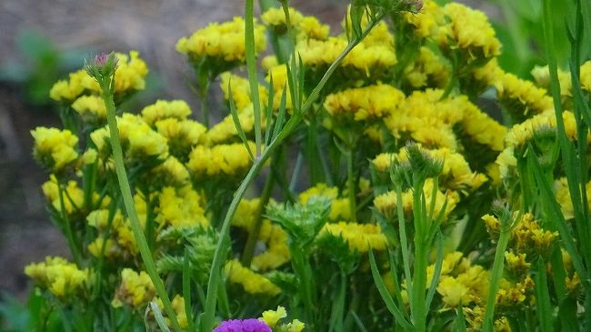 その3からの続きです。<br /><br />写真は、スターチェスの花。