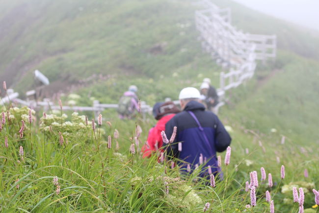 絶対いつか行きたいと思ってた礼文島へ、同じ思いがあった両親と！<br />お花シーズン真っ只中に行けるよう、半年前から予約手配しました。