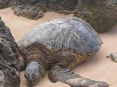 シェラトンに泊まる6泊8日のハワイ旅行part4～ハレイワ、サクララウンジハレでのんびり～