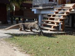 コモドドラゴン旅行