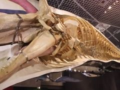 富士のクジラと上野で再会、大哺乳類展２