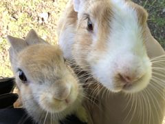 行くぞ！うさぎ島(=^x^=)ラビ♡ラブリーなひとり旅～大久野島でうさぎに遊んでもらう～①出会い編