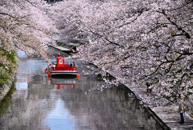 2019年の４月も半ばに入り、桜前線はそろそろ北陸まで到達したようで、今回は２泊３日をかけて、北陸エリアの桜の名所（＋お城）を巡っていくことに。<br /><br />ということで、北陸新幹線に乗り最初に訪れたのが、富山県の県都・富山市です。<br />市街地のど真ん中を流れる「松川」の両岸に沿って約460本の桜が植えられており、この時期はスプリングクルーズと題し、川をゆっくりと走る遊覧船から風流なお花見と洒落込むとともに、お城と桜という最強コラボの景色を眺めるべく、「富山城址公園」内にある「富山城」にも登城していきます。<br /><br />駅からも近いエリアに見どころがコンパクトにまとまっていて、限られた時間でも十分に桜見物を楽しむことができました♪<br /><br /><br />〔2019.4 さくらの名所を巡る旅・北陸編〕<br />●Part.1（１日目①）：松川公園（日本さくら名所100選）／富山城（続日本100名城）<br />　【この旅行記】<br />●Part.2（１日目②）：高岡古城公園（日本さくら名所100選／日本100名城）／射水神社（越中國一之宮）<br />　https://4travel.jp/travelogue/11741823<br />●Part.3（２日目①）：兼六園（日本さくら名所100選／日本三名園）<br />　https://4travel.jp/travelogue/11743001<br />●Part.4（２日目②）：金沢城（日本100名城）<br />　https://4travel.jp/travelogue/11743925<br />●Part.5（２日目③＆３日目）：高田城址公園／高田城跡（日本さくら名所100選／続日本100名城）<br />　https://4travel.jp/travelogue/11754564<br /><br />〔日本さくら名所100選でお花見〕<br />●隅田公園（東京都墨田区）：https://4travel.jp/travelogue/11683954<br />●小田原城址公園（神奈川県小田原市）：https://4travel.jp/travelogue/11685392<br />●小諸城址懐古園（長野県小諸市）：https://4travel.jp/travelogue/11535605<br />●姫路城（兵庫県姫路市）：https://4travel.jp/travelogue/11593194<br />　　　　　　　　　　　　　https://4travel.jp/travelogue/11601496<br />●奈良公園（奈良県奈良市）：https://4travel.jp/travelogue/11615907<br />●郡山城址公園（奈良県大和郡山市）：https://4travel.jp/travelogue/11613989<br />●松江城山公園（島根県松江市）：https://4travel.jp/travelogue/11478799<br />●鶴山公園（岡山県津山市）：https://4travel.jp/travelogue/11484252