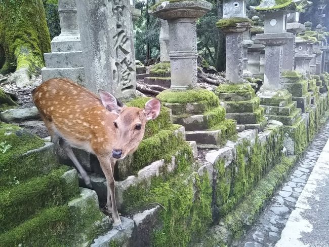 奈良観光(東大寺～春日大社～興福寺)＆神戸ハーバーランド温泉万葉倶楽部に宿泊①/②