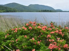 雄国沼　ニッコウキスゲの開花状況は