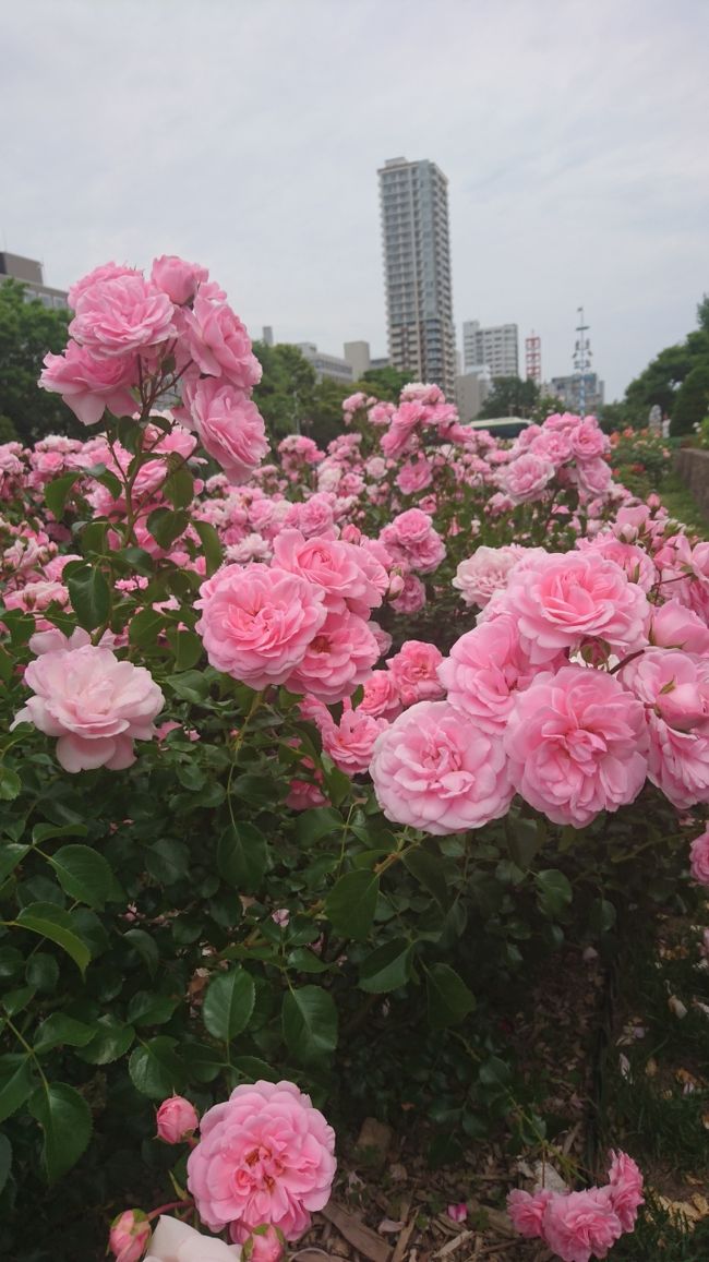 ★古い旅行記　ポイントのためアップ★<br /><br />大通公園でバラを眺めて、アラジンの4DXを見に行きました｡