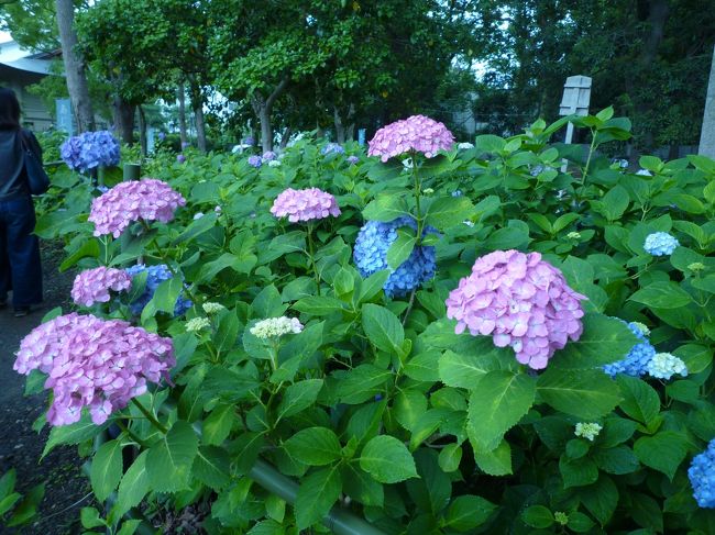 お花の時期はなかなか難しいので、どうかなあと思いながらツアー申込していました。<br />「天の川ゲンジボタル」は、ちょっと・・。<br />神戸三宮集合で45名、バスぎゅうぎゅうです。<br />なんか日帰り旅行って、身軽で行きやすいですねえ・・。<br />宝石会社の協賛なので、ちょっと大変ですがなにしろ安いので綺麗な花が見れたら・・。<br />曇天の中、出発です!