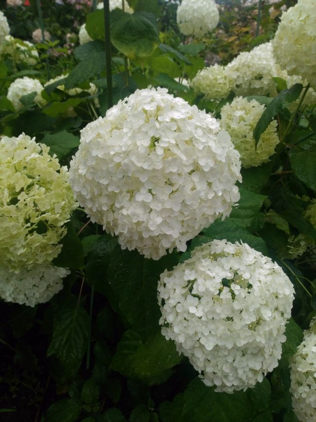 雨の中紫陽花求めて<br />千光寺へ<br />ドライブに行きました。<br />