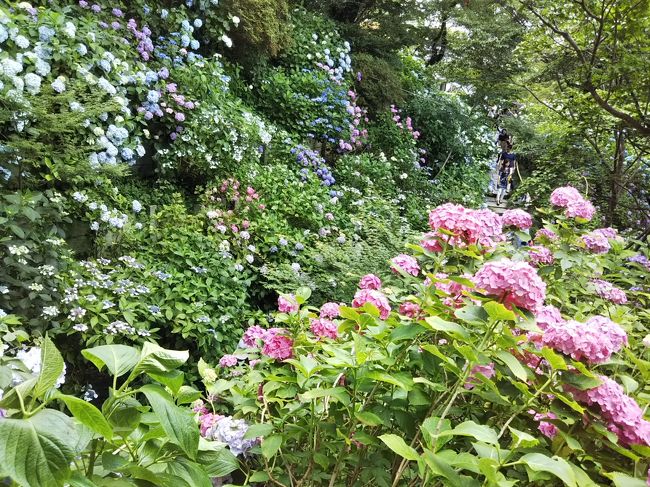 梅雨入り目前の晴れの日にちょうど矢田寺のアジサイが見頃ということで、夏山に向けてのトレーニングも兼ねて、矢田丘陵を矢田寺まで歩いてきました。